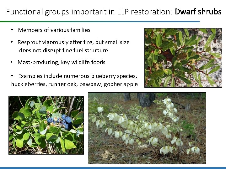 Functional groups important in LLP restoration: Dwarf shrubs • Members of various families •