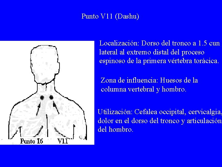 Punto V 11 (Dashu) Localización: Dorso del tronco a 1. 5 cun lateral al