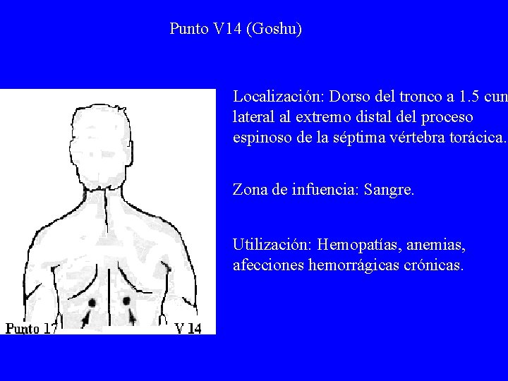 Punto V 14 (Goshu) Localización: Dorso del tronco a 1. 5 cun lateral al