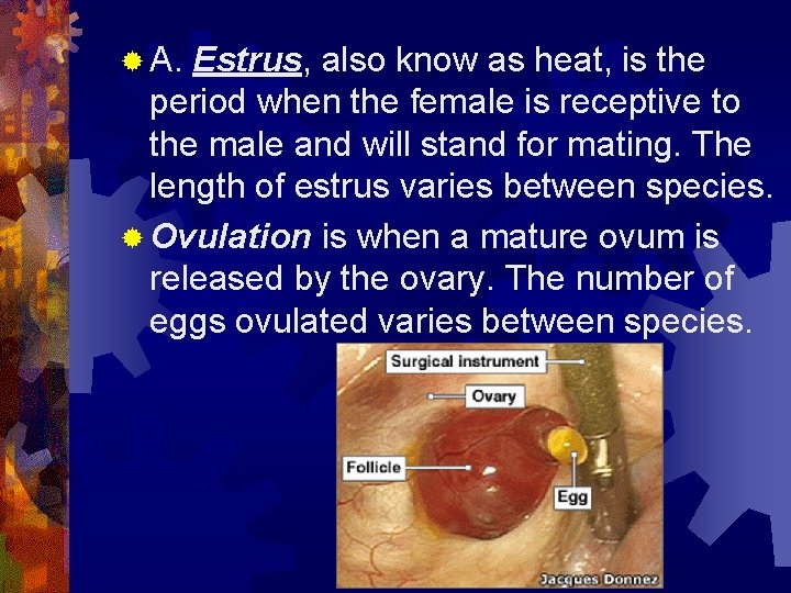 ® A. Estrus, also know as heat, is the period when the female is