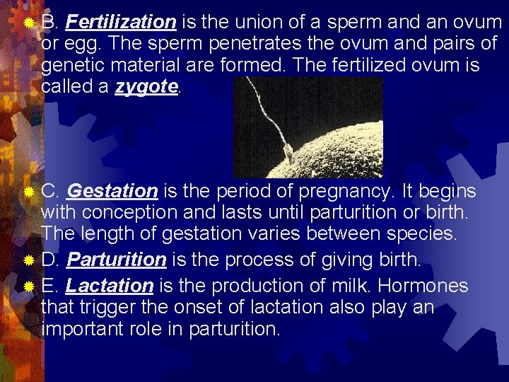 ® B. Fertilization is the union of a sperm and an ovum or egg.