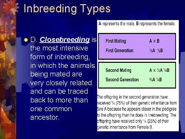 Inbreeding Types ® D. Closebreeding is the most intensive form of inbreeding, in which
