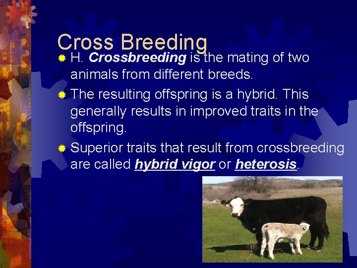 Cross Breeding ® H. Crossbreeding is the mating of two animals from different breeds.