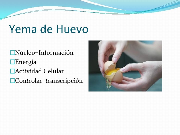 Yema de Huevo �Núcleo=Información �Energía �Actividad Celular �Controlar transcripción 