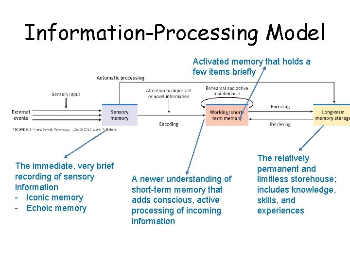 Information-Processing Model Activated memory that holds a few items briefly The immediate, very brief