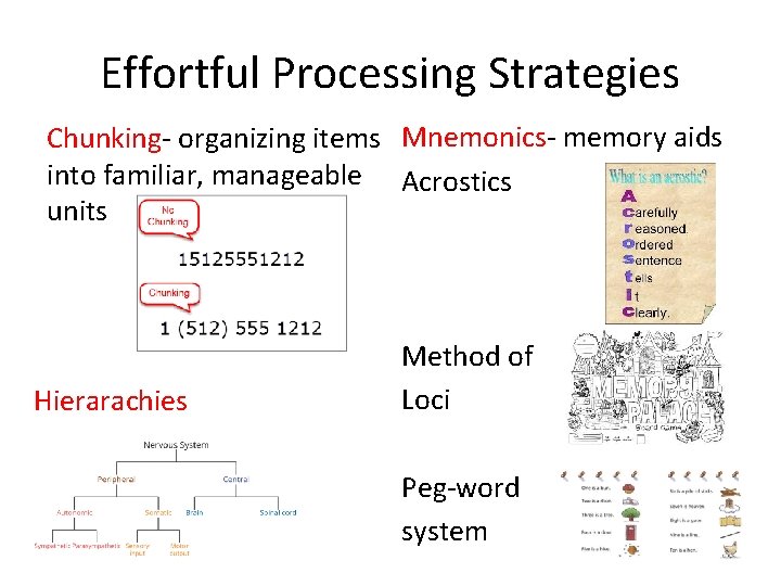 Effortful Processing Strategies Chunking- organizing items Mnemonics- memory aids into familiar, manageable Acrostics units