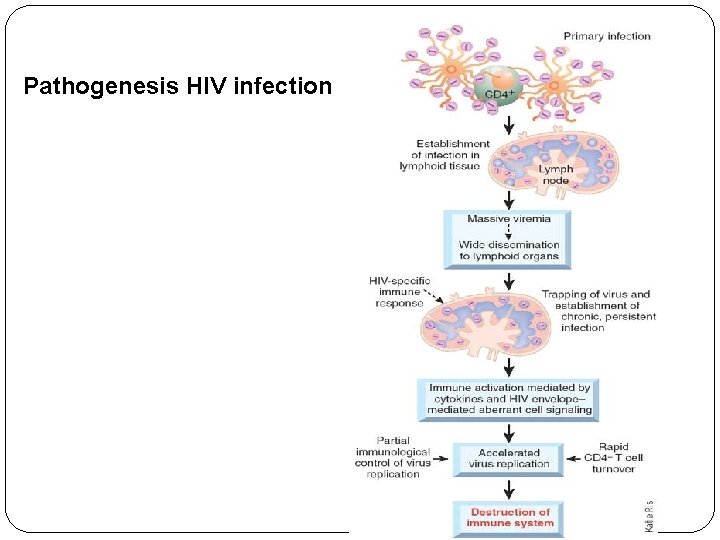 Pathogenesis HIV infection 