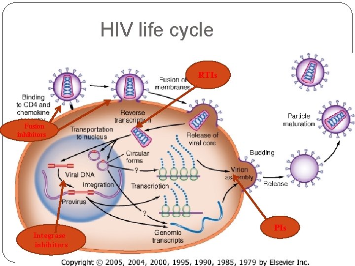 HIV life cycle RTIs Fusion inhibitors Integrase inhibitors PIs 