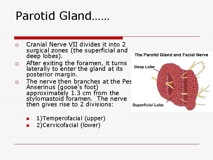 Parotid Gland…… o o o Cranial Nerve VII divides it into 2 surgical zones