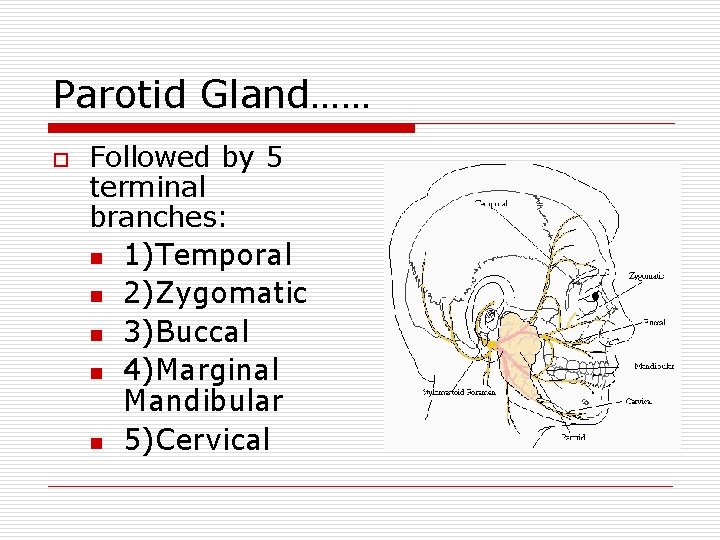 Parotid Gland…… o Followed by 5 terminal branches: n 1)Temporal n 2)Zygomatic n 3)Buccal
