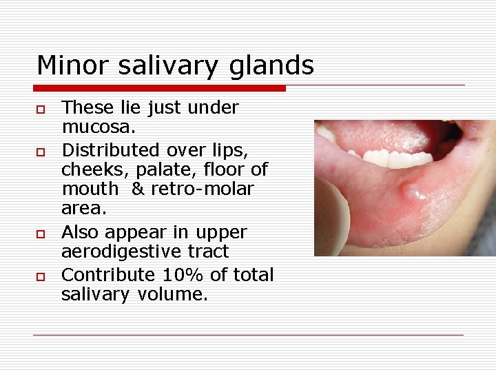 Minor salivary glands o o These lie just under mucosa. Distributed over lips, cheeks,