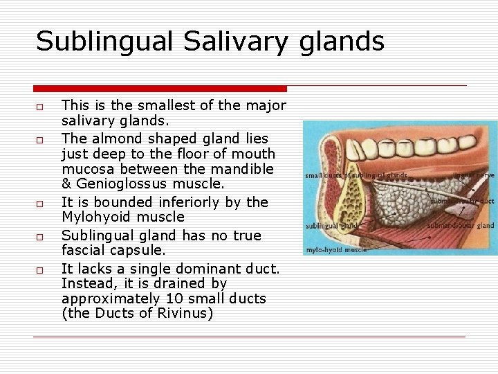 Sublingual Salivary glands o o o This is the smallest of the major salivary