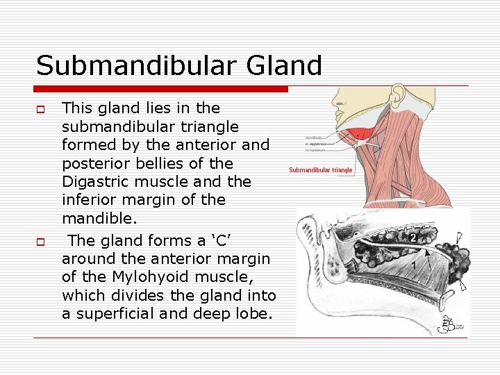 Submandibular Gland o o This gland lies in the submandibular triangle formed by the