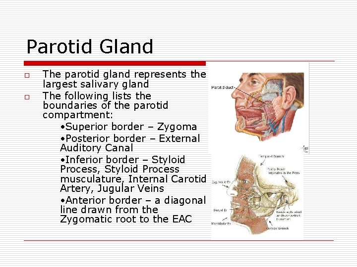 Parotid Gland o o The parotid gland represents the largest salivary gland The following