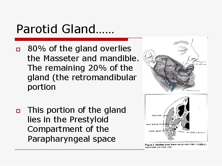 Parotid Gland…… o o 80% of the gland overlies the Masseter and mandible. The