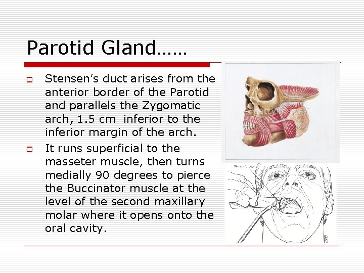 Parotid Gland…… o o Stensen’s duct arises from the anterior border of the Parotid