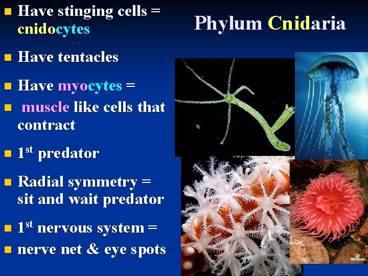 n Have stinging cells = cnidocytes n Have tentacles Have myocytes = n muscle