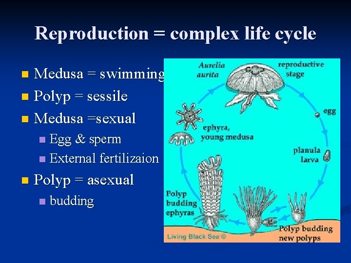 Reproduction = complex life cycle Medusa = swimming n Polyp = sessile n Medusa