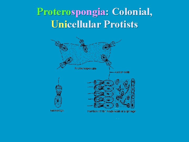 Proterospongia: Colonial, Unicellular Protists 