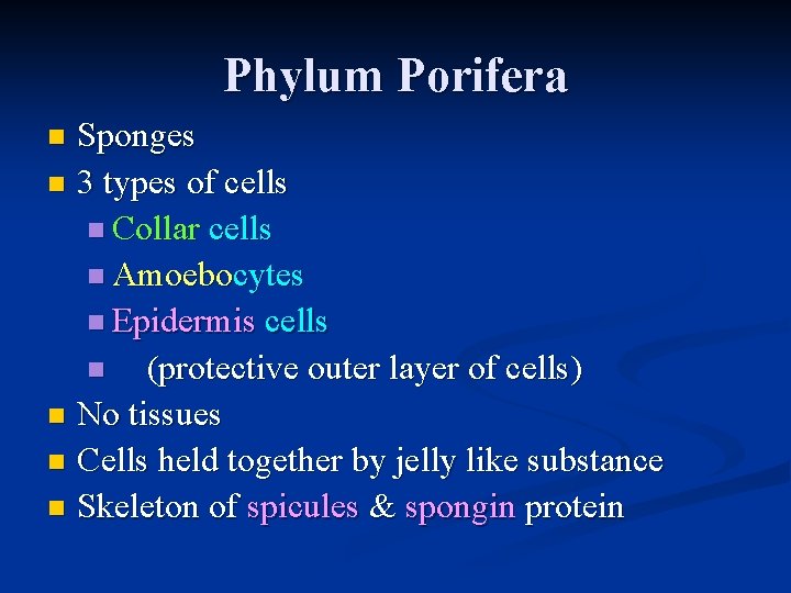 Phylum Porifera Sponges n 3 types of cells n Collar cells n Amoebocytes n