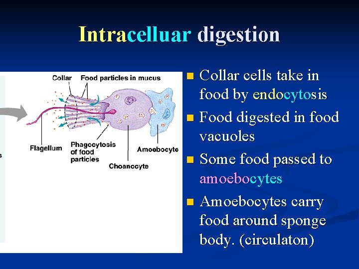 Intracelluar digestion Collar cells take in food by endocytosis n Food digested in food