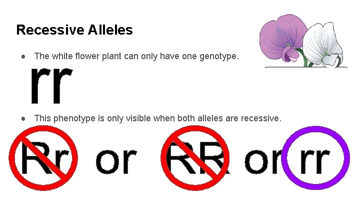 Recessive Alleles ● The white flower plant can only have one genotype. ● This
