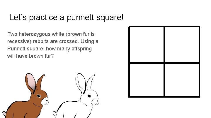 Let’s practice a punnett square! Two heterozygous white (brown fur is recessive) rabbits are