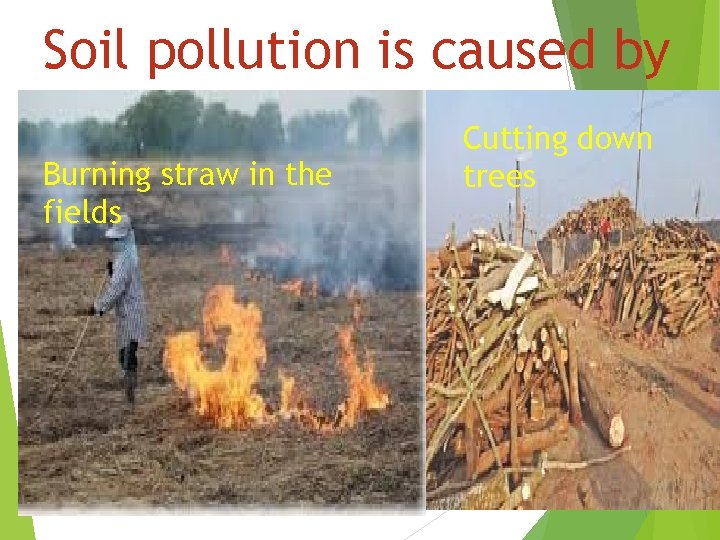 Soil pollution is caused by Burning straw in the fields Cutting down trees 