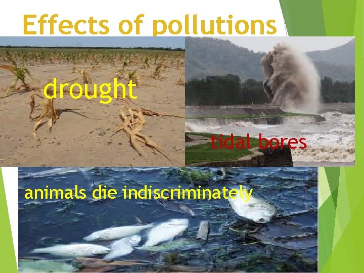 Effects of pollutions drought tidal bores animals die indiscriminately 