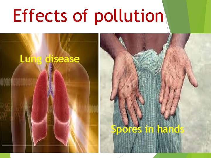 Effects of pollution Lung disease Spores in hands 