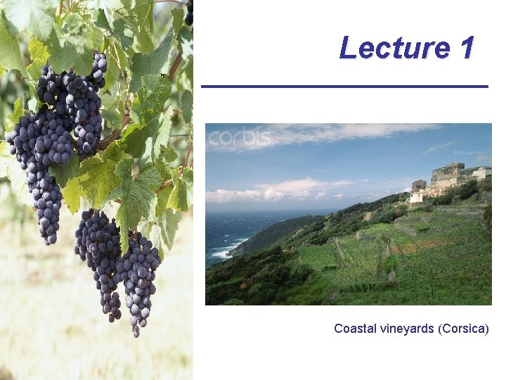Lecture 1 Coastal vineyards (Corsica) 