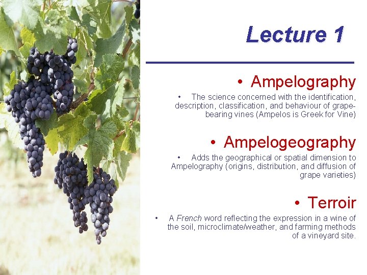 Lecture 1 • Ampelography • The science concerned with the identification, description, classification, and