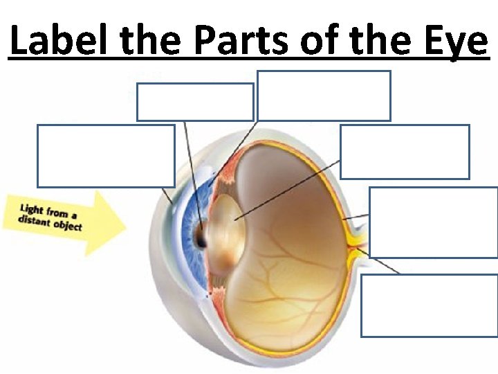 Label the Parts of the Eye 