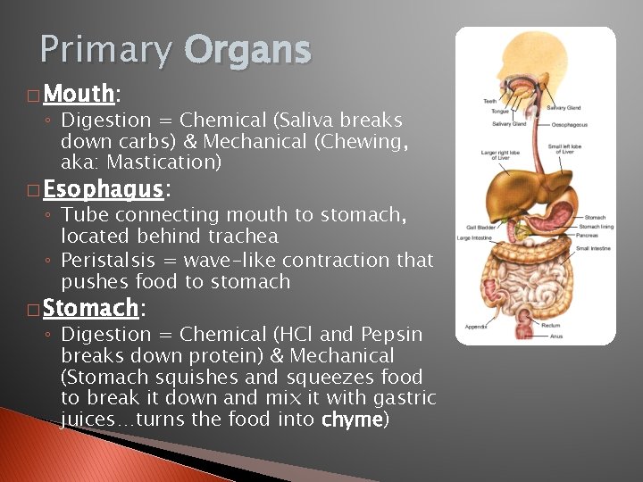 Primary Organs � Mouth: ◦ Digestion = Chemical (Saliva breaks down carbs) & Mechanical