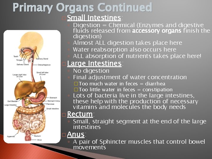 Primary Organs Continued � Small Intestines: � Large Intestines: ◦ Digestion = Chemical (Enzymes