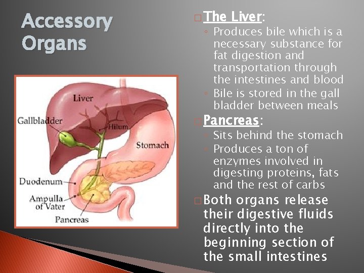 Accessory Organs � The Liver: ◦ Produces bile which is a necessary substance for