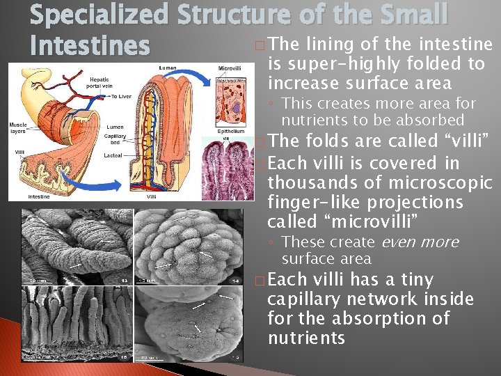 Specialized Structure of the Small � The lining of the intestine Intestines is super-highly