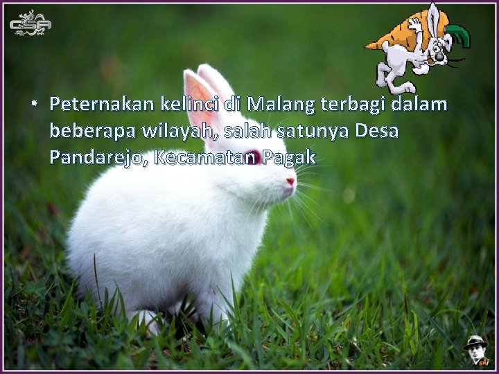  • Peternakan kelinci di Malang terbagi dalam beberapa wilayah, salah satunya Desa Pandarejo,