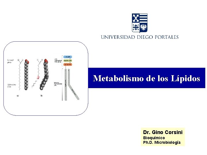 Metabolismo de los Lípidos Dr. Gino Corsini Bioquímico Ph. D. Microbiología 