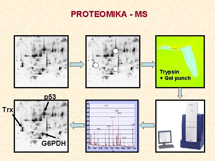 PROTEOMIKA - MS Trypsin + Gel punch p 53 Trx G 6 PDH 