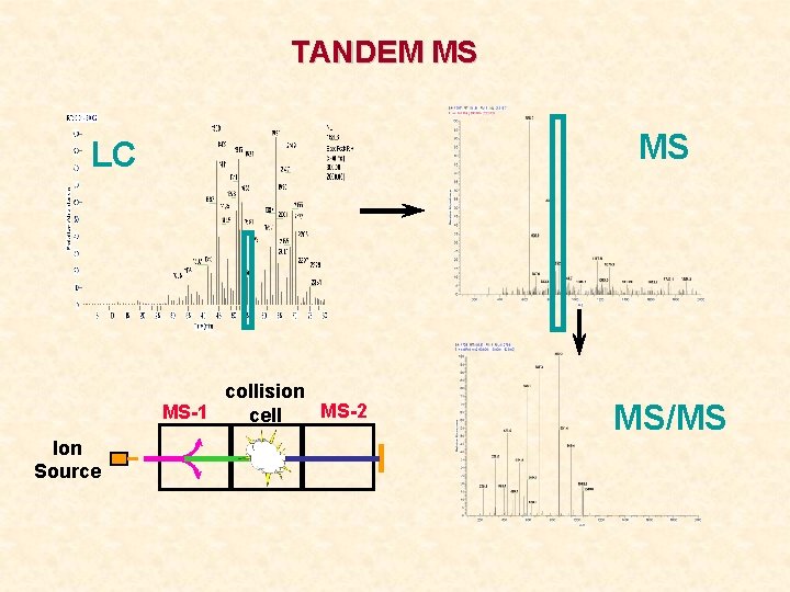 TANDEM MS MS LC collision MS-2 MS-1 cell Ion Source MS/MS 