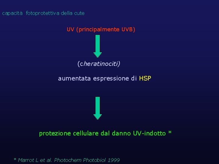 capacità fotoprotettiva della cute UV (principalmente UVB) (cheratinociti) aumentata espressione di HSP protezione cellulare