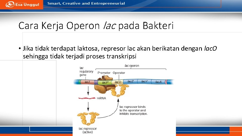 Cara Kerja Operon lac pada Bakteri • Jika tidak terdapat laktosa, represor lac akan