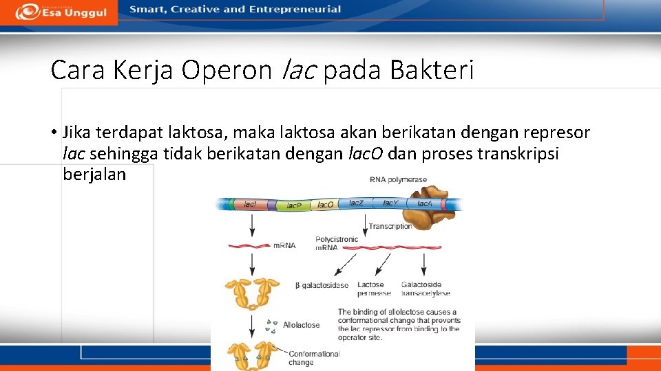 Cara Kerja Operon lac pada Bakteri • Jika terdapat laktosa, maka laktosa akan berikatan