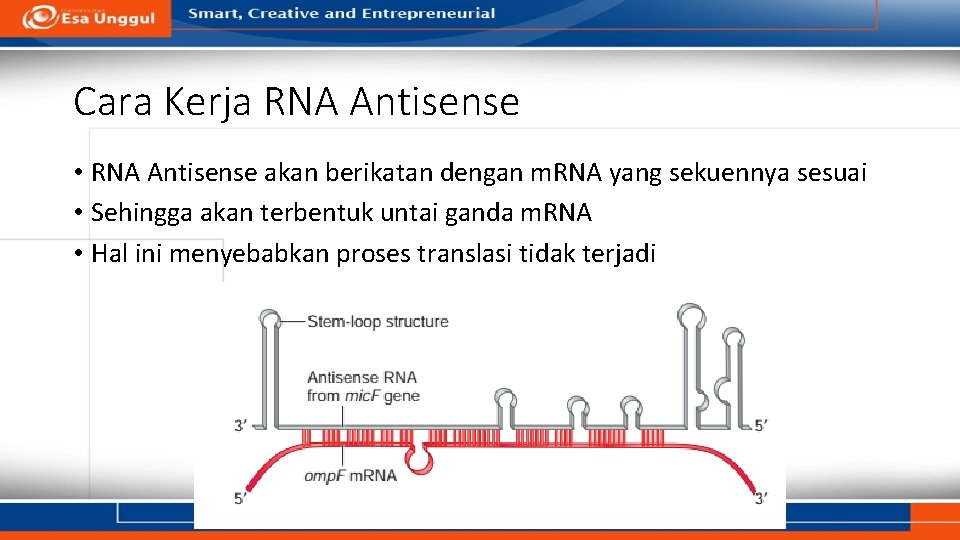 Cara Kerja RNA Antisense • RNA Antisense akan berikatan dengan m. RNA yang sekuennya