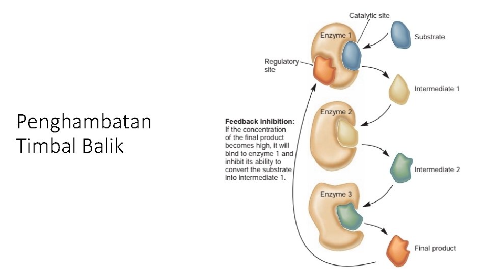 Penghambatan Timbal Balik 