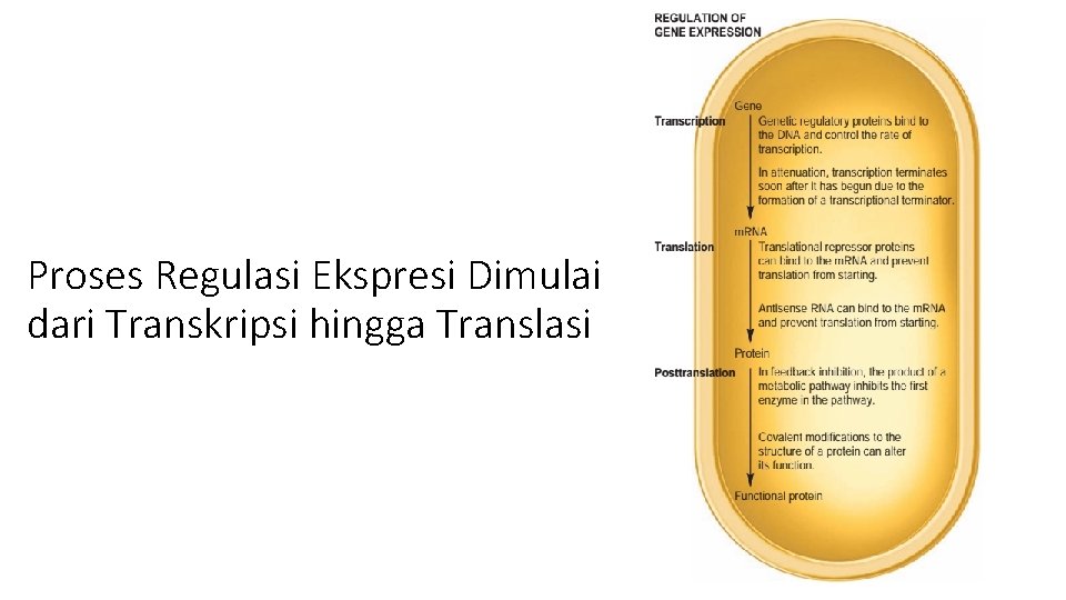 Proses Regulasi Ekspresi Dimulai dari Transkripsi hingga Translasi 