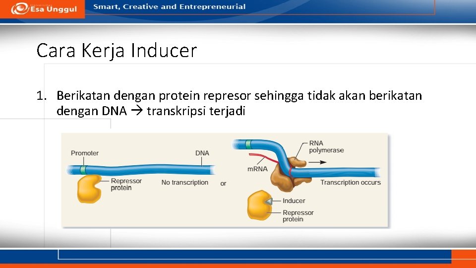 Cara Kerja Inducer 1. Berikatan dengan protein represor sehingga tidak akan berikatan dengan DNA