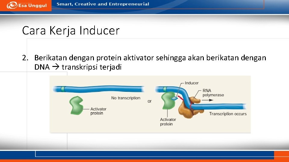 Cara Kerja Inducer 2. Berikatan dengan protein aktivator sehingga akan berikatan dengan DNA transkripsi