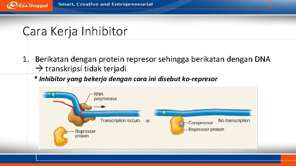 Cara Kerja Inhibitor 1. Berikatan dengan protein represor sehingga berikatan dengan DNA transkripsi tidak